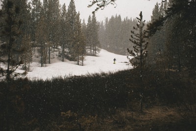 冰雪覆盖的森林